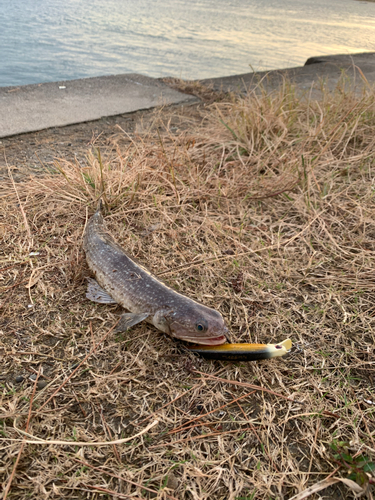 オキエソの釣果