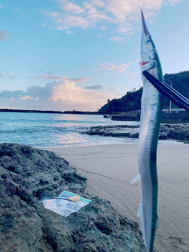 ダツの釣果