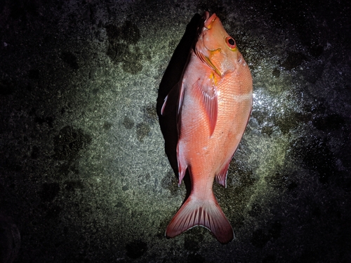 ヒメフエダイの釣果