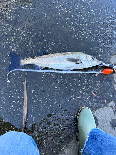 シーバスの釣果