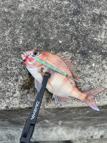 タイの釣果