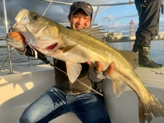 シーバスの釣果