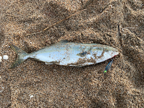 ハマチの釣果