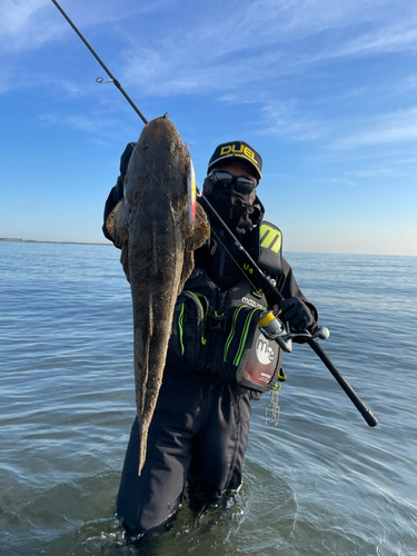 マゴチの釣果