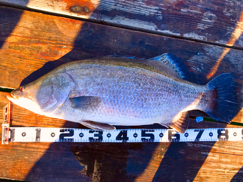 アカメの釣果