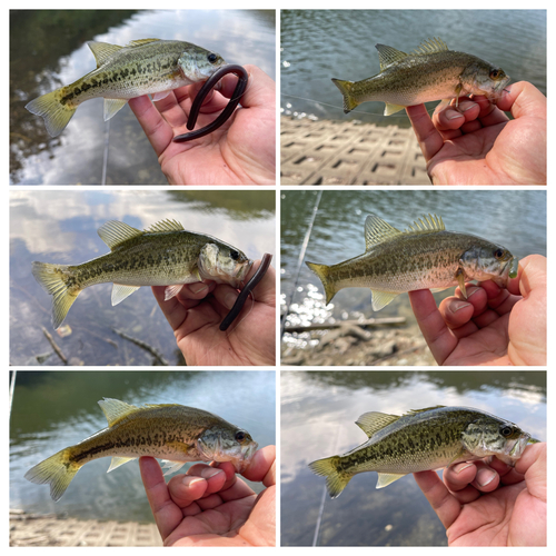 ブラックバスの釣果