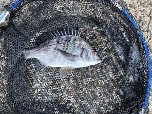 メイタの釣果