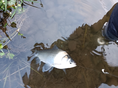 ヘラブナの釣果