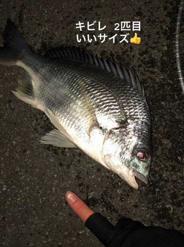 キビレの釣果