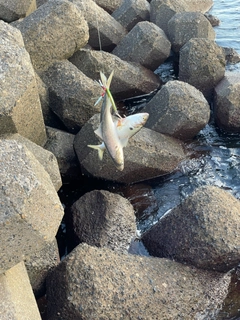 コノシロの釣果