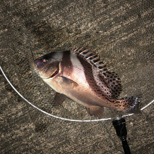 コショウダイの釣果