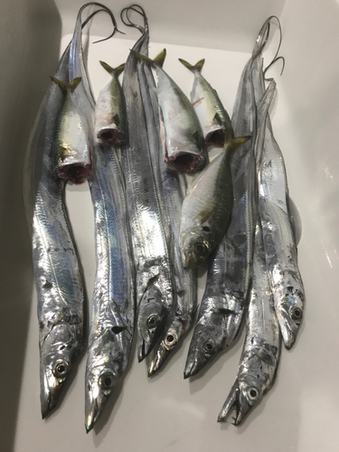 タチウオの釣果