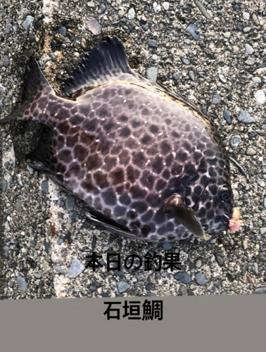 イシガキダイの釣果