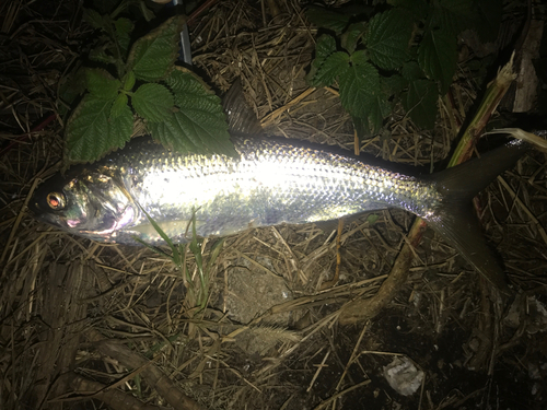 コノシロの釣果