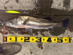 シーバスの釣果
