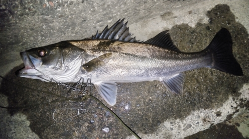 シーバスの釣果