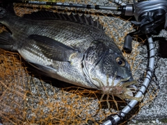 クロダイの釣果