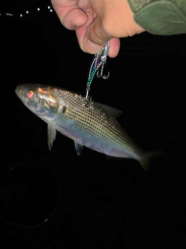 コノシロの釣果