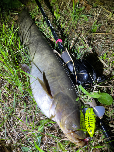 ナマズの釣果