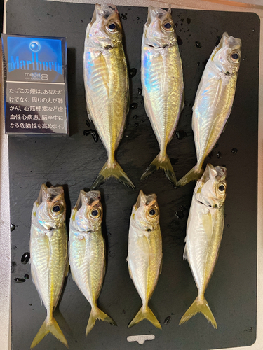 アジの釣果