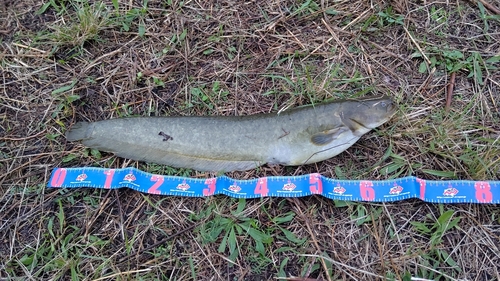 ニホンナマズの釣果