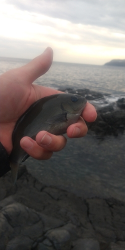 メジナの釣果