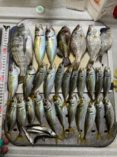 アジの釣果