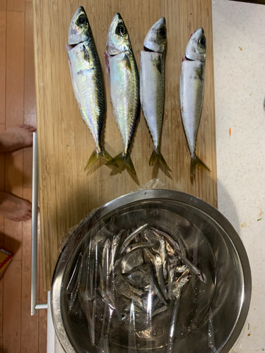 サバの釣果