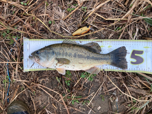 ブラックバスの釣果