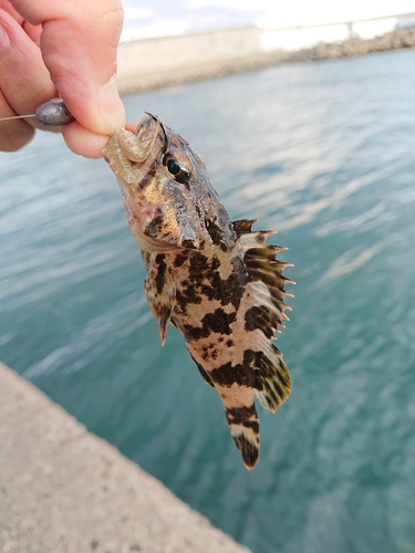 タケノコメバルの釣果