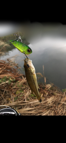 ラージマウスバスの釣果