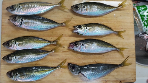 アジの釣果