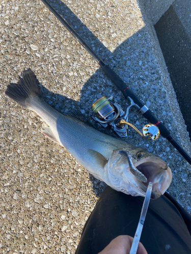 セイゴ（マルスズキ）の釣果