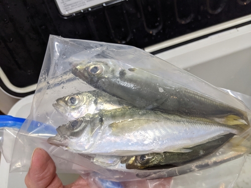 マアジの釣果