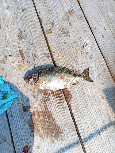 アイゴの釣果