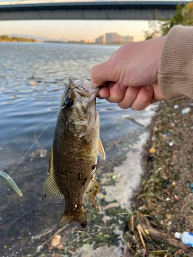 スモールマウスバスの釣果