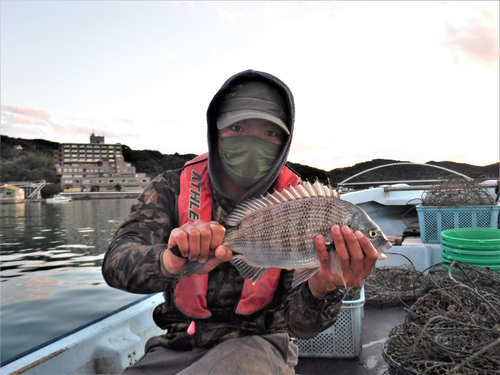 クロダイの釣果