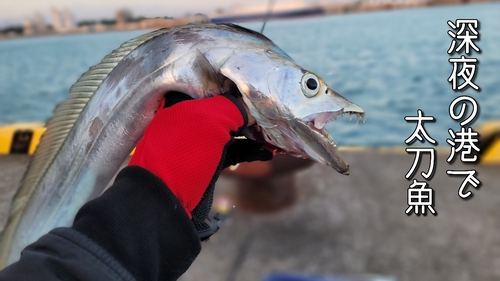 タチウオの釣果