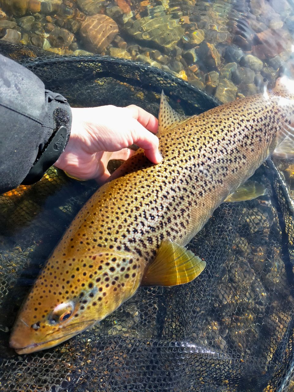 ブラウントラウト