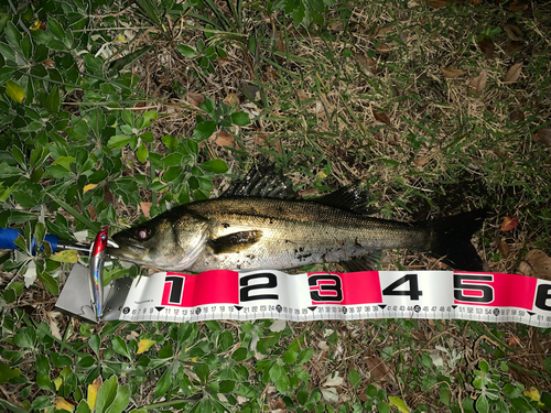 シーバスの釣果