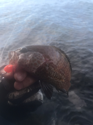 オオモンハタの釣果