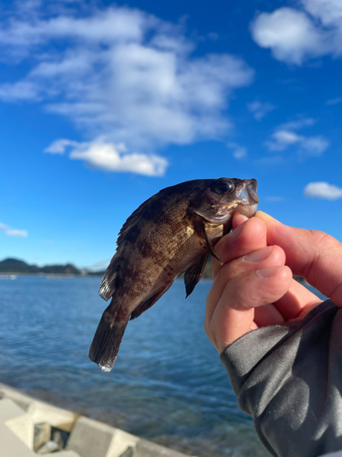 メバルの釣果