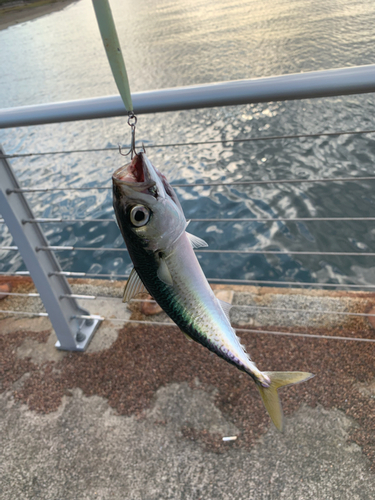 サバの釣果