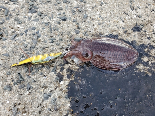 コウイカの釣果