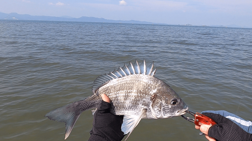 キビレの釣果