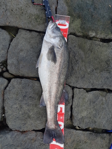 スズキの釣果