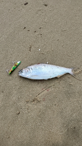 コノシロの釣果