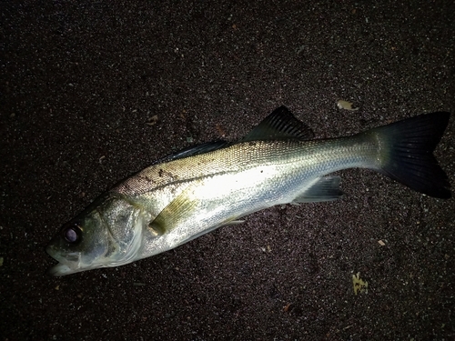 セイゴ（マルスズキ）の釣果