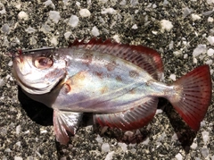 ホウセキキントキの釣果