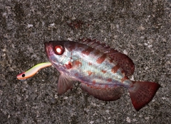 ホウセキキントキの釣果